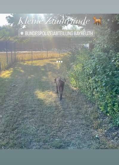 Rhodesian Ridgeback-Beitrag-Bild