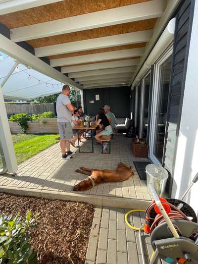 Rhodesian Ridgeback-Beitrag-Bild