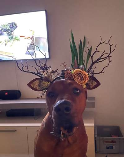 Rhodesian Ridgeback-Beitrag-Bild
