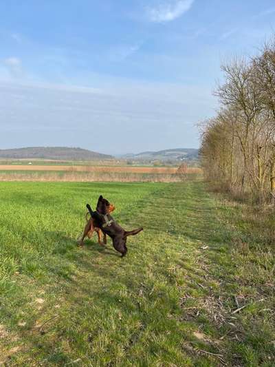 Rhodesian Ridgeback-Beitrag-Bild
