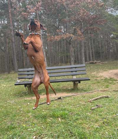 Rhodesian Ridgeback-Beitrag-Bild