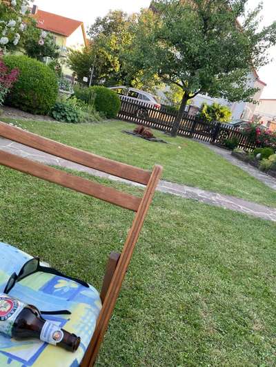 Rhodesian Ridgeback-Beitrag-Bild