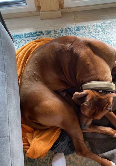 Rhodesian Ridgeback-Beitrag-Bild