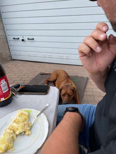 Rhodesian Ridgeback-Beitrag-Bild