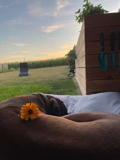 Rhodesian Ridgeback-Beitrag-Bild