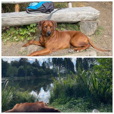 Rhodesian Ridgeback-Beitrag-Bild