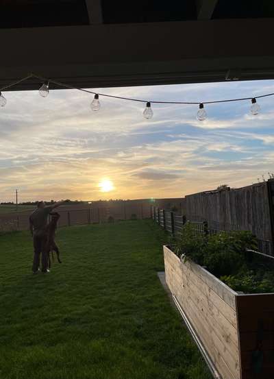 Rhodesian Ridgeback-Beitrag-Bild