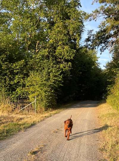 Rhodesian Ridgeback-Beitrag-Bild