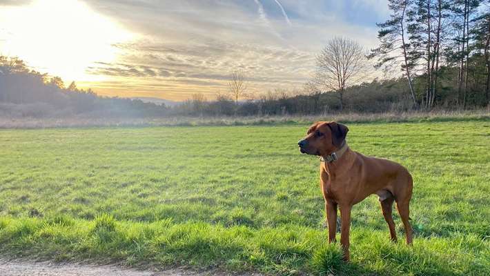 Rhodesian Ridgeback-Beitrag-Bild