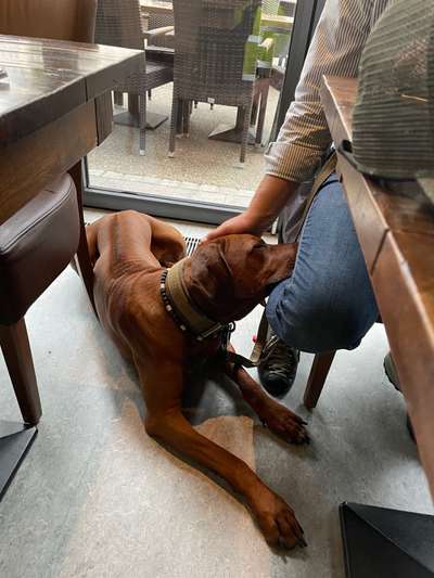 Rhodesian Ridgeback-Beitrag-Bild