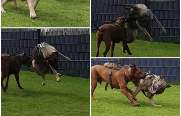 Rhodesian Ridgeback-Beitrag-Bild