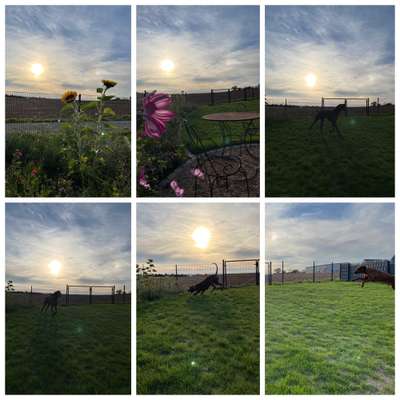 Rhodesian Ridgeback-Beitrag-Bild