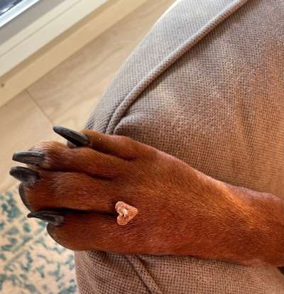 Rhodesian Ridgeback-Beitrag-Bild