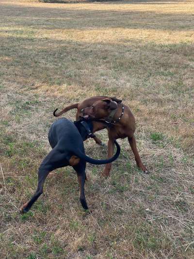 Rhodesian Ridgeback-Beitrag-Bild