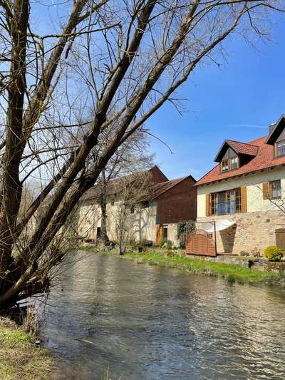 Rhodesian Ridgeback-Beitrag-Bild