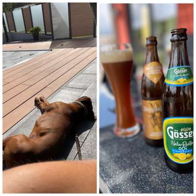 Rhodesian Ridgeback-Beitrag-Bild