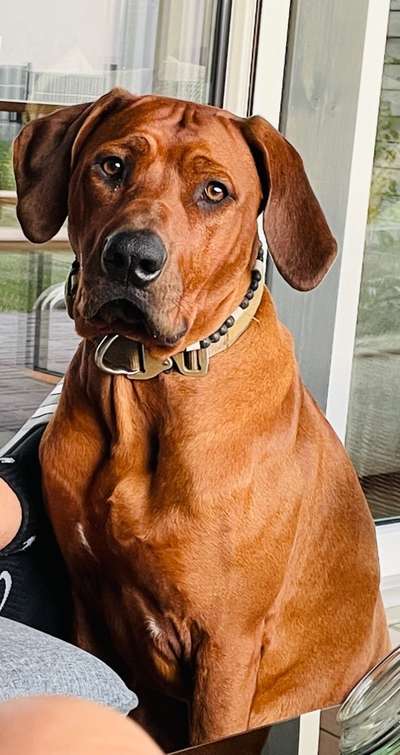 Rhodesian Ridgeback-Beitrag-Bild
