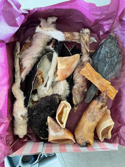 Rhodesian Ridgeback-Beitrag-Bild