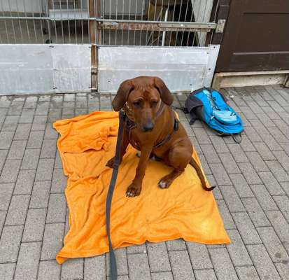 Rhodesian Ridgeback-Beitrag-Bild