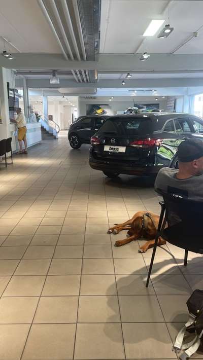 Rhodesian Ridgeback-Beitrag-Bild