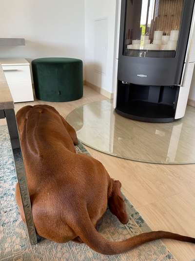 Rhodesian Ridgeback-Beitrag-Bild