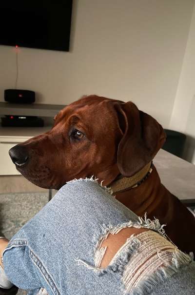 Rhodesian Ridgeback-Beitrag-Bild