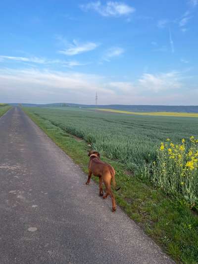 Rhodesian Ridgeback-Beitrag-Bild