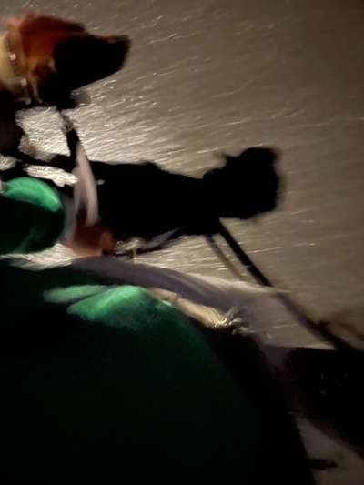 Rhodesian Ridgeback-Beitrag-Bild