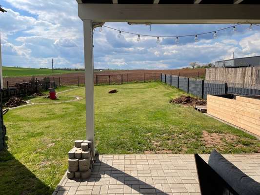 Rhodesian Ridgeback-Beitrag-Bild