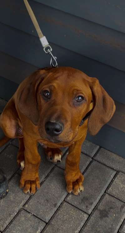 Rhodesian Ridgeback-Beitrag-Bild