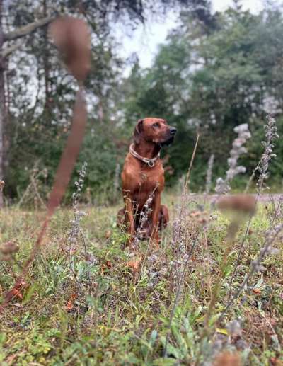 Rhodesian Ridgeback-Beitrag-Bild
