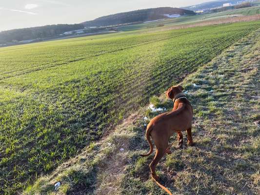 Rhodesian Ridgeback-Beitrag-Bild