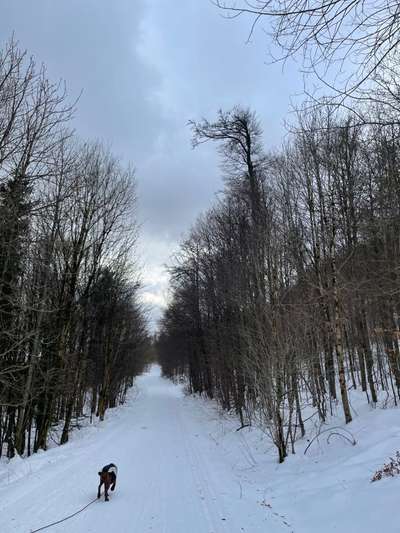 Rhodesian Ridgeback-Beitrag-Bild