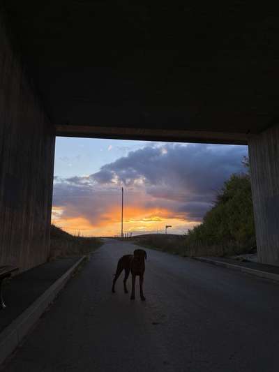 Rhodesian Ridgeback-Beitrag-Bild