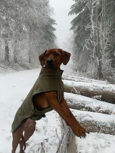 Rhodesian Ridgeback-Beitrag-Bild