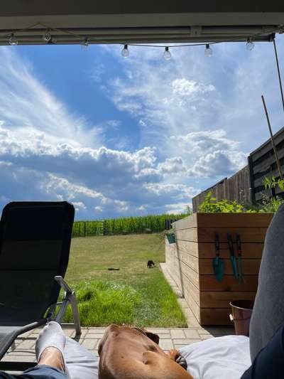 Rhodesian Ridgeback-Beitrag-Bild