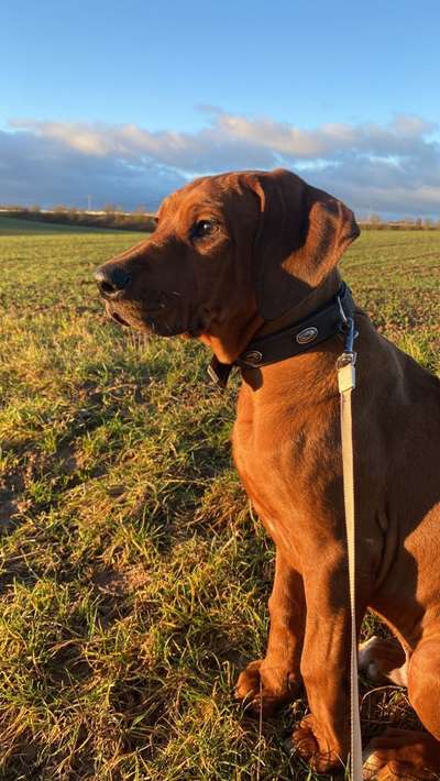 Rhodesian Ridgeback-Beitrag-Bild