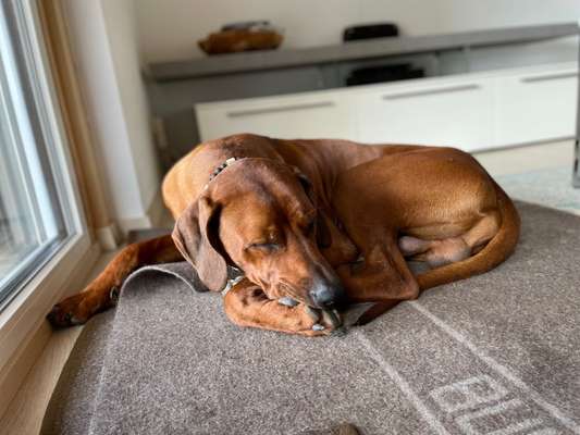 Rhodesian Ridgeback-Beitrag-Bild