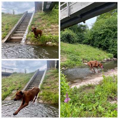 Rhodesian Ridgeback-Beitrag-Bild