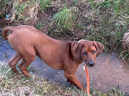 Rhodesian Ridgeback-Beitrag-Bild