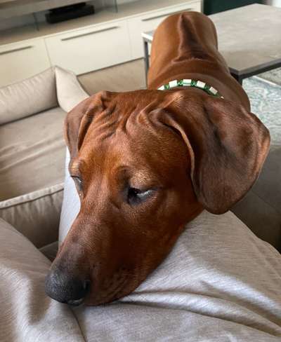 Rhodesian Ridgeback-Beitrag-Bild