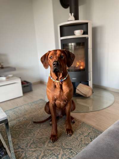 Rhodesian Ridgeback-Beitrag-Bild