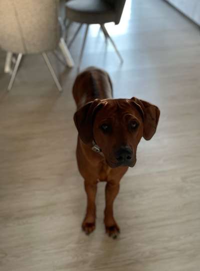 Rhodesian Ridgeback-Beitrag-Bild