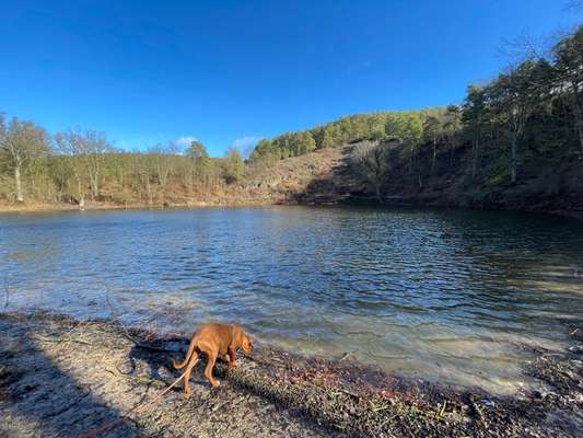 Rhodesian Ridgeback-Beitrag-Bild