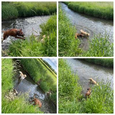 Rhodesian Ridgeback-Beitrag-Bild