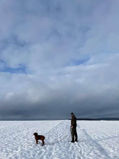 Rhodesian Ridgeback-Beitrag-Bild