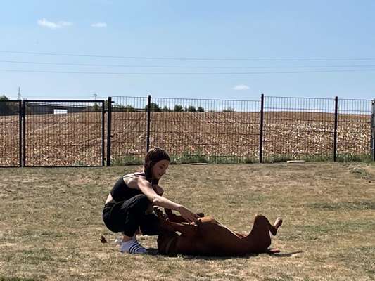 Rhodesian Ridgeback-Beitrag-Bild