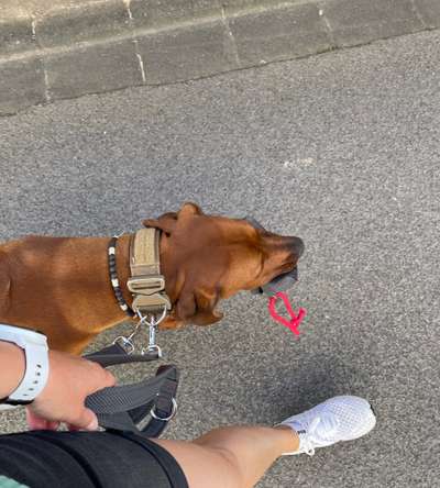 Rhodesian Ridgeback-Beitrag-Bild