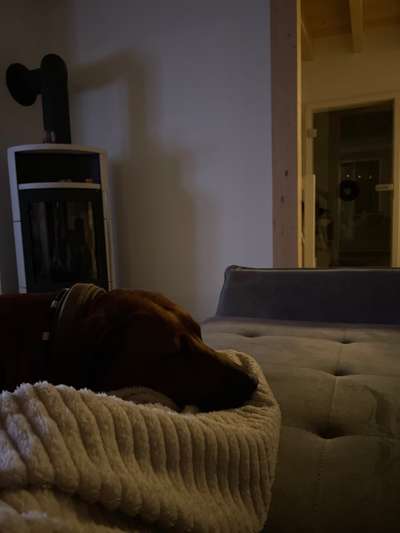 Rhodesian Ridgeback-Beitrag-Bild