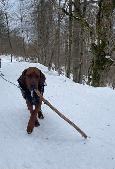 Rhodesian Ridgeback-Beitrag-Bild